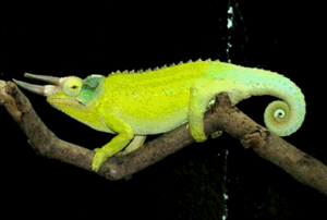 Kameleon foto 2