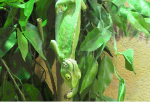 Kameleon foto 3