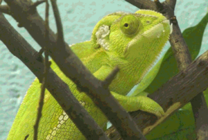 Kameleon foto 6